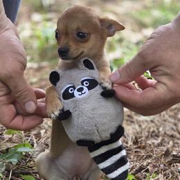 Pequena - Red female Chihuahua puppy in East Camden, Arkansas from RoyAl