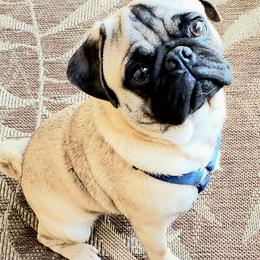 Pugs from Pug Place Phoenix