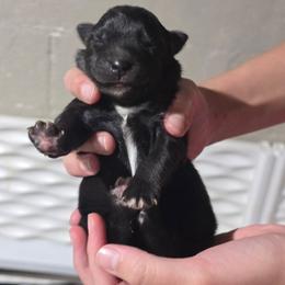Sausage (Black tri) - Black tri-color male Australian Shepherd puppy in Rainsville, Alabama from Chaparro Farm Aussies