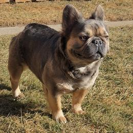 Patience - French Bulldog