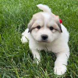 Mr Red - White and badger male Great Pyrenees puppy in Idaho from Portneuf Range Pyrenees