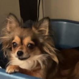 Maple - Chihuahua