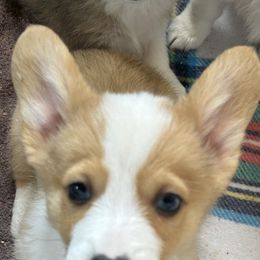 Pluto - Fawn merle American Corgi puppy in Hopkinsville, Kentucky from Pardon My French Corgis