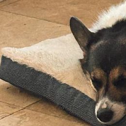 Ced - Pembroke Welsh Corgi