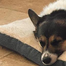 Ced - Pembroke Welsh Corgi