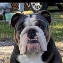Allie - Bulldog
