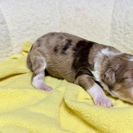 Boy 1 - male Australian Mountain Doodle puppy in Blue Springs, Missouri from Jeanie’s Doodles