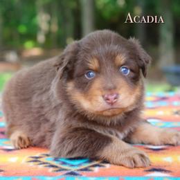 Acadia - Red tri-color female Australian Shepherd puppy in Coldwater, Michigan from Northern Star Australian Shepherds