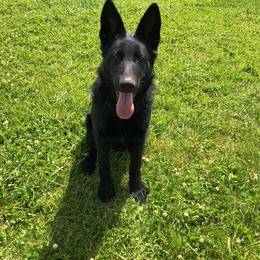 Spencer - Black male German Shepherd puppy in Oakland, Oregon from VHM German Shepherds