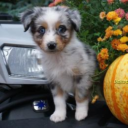 Marshall - Blue merle male Australian Shepherd puppy in Burbank, South Dakota from Dakota Rose Aussies