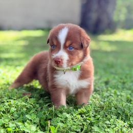 Misty AKC - Red tri-color female Australian Shepherd puppy in Polk City, Florida from Skaky Shepherds