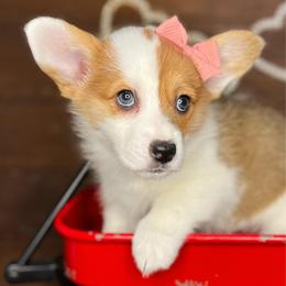Highland-Mismark - White and red female Pembroke Welsh Corgi puppy in Benton, Arkansas from High Cotton Corgis