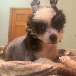 Chinese Crested Puppies from DeBahTrio Chinese Cresteds
