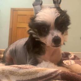 Chinese Crested Puppies from DeBahTrio Chinese Cresteds