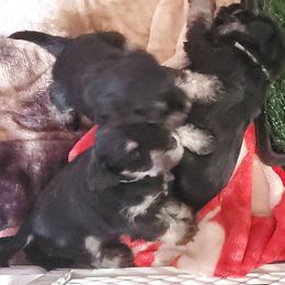 Miniature Schnauzer Puppies from Nature's Nook