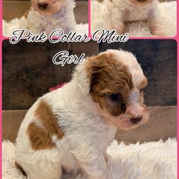 Pink collar Girl - Merle female Goldendoodle puppy in San Augustine, Texas from Vintage Doodles