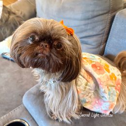 Stella - Shih Tzu