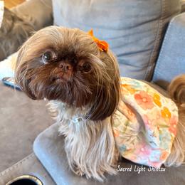 Stella - Shih Tzu