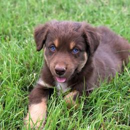 SIROCCO - Red tri-color male Australian Shepherd puppy in San Tan Valley, Arizona from Mott Ranch - Blazin' Sun Aussies