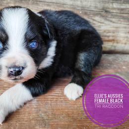 Raccoon - Black tri female Miniature Australian Shepherd puppy in Kettle Falls, Washington from Ellie's Miniature Australian Shepherds
