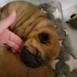 Brushcoat boy - Red fawn male Chinese Shar-Pei puppy in Wellington, Ohio from Shine Shar-Pei