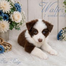 Walter - Red & white male Australian Shepherd puppy in Albany, Kentucky from Blue Ridge