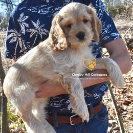 Cockapoo Puppies from Chesley Hill Cockapoos