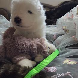 Snap Dragon - White and biscuit male Samoyed puppy in Bernalillo County, Washington from ChinookStar Sams