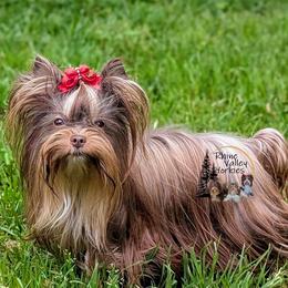 Zoey - Yorkshire Terrier