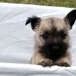 Cairn Terriers from Abundant Grace Cairn Terriers