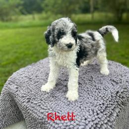 Rhett - Merle male Goldendoodle puppy in Sanderson, Florida from Serenity Goldendoodles