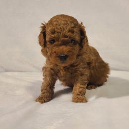 Poodle Puppies from Carolina Poodle Palace