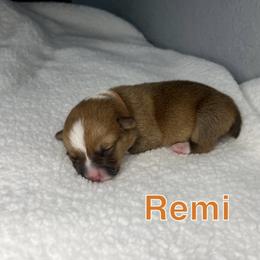 Pembroke Welsh Corgi Puppies from Corgi Lover Crew