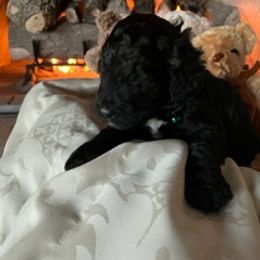 Boy 4 - Saint Berdoodle puppy in Idaho from Oodles of Doodles, LLC