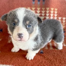 Dilute Female 1 - Gray and white female American Corgi puppy in Okeechobee, Florida from HotShot Kennels