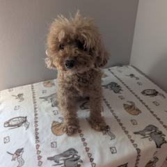 Charlotte - Poodle
