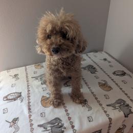 Charlotte - Poodle