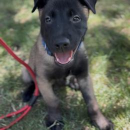 Belgian Malinois Puppies from Lion and The Lamb Kennel