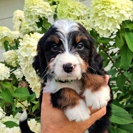 Tanner - Tri-color male Bernedoodle puppy in Russell Springs, Kentucky from 270 Doodles