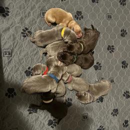 Forrest Green Collar - Chocolate male Dilute Retriever puppy in Douglass, Kansas from JP Kennels, LLC