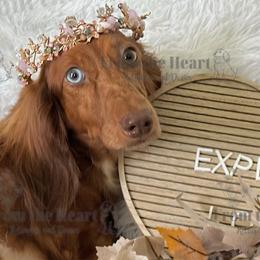 Pralines - Dachshund
