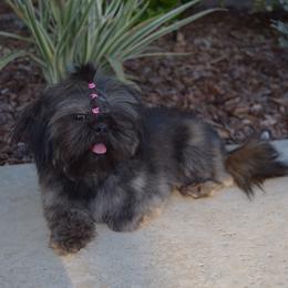 Booger - Shih Tzu