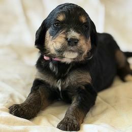 Peyton - Tri-color female Bernedoodle puppy in Phelan, California from PuppyPaws4U