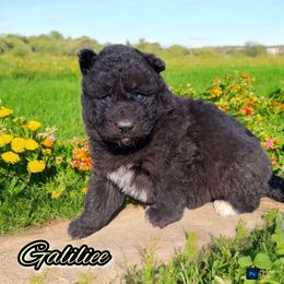 Galilee - Black male Siberian Husky puppy in West Liberty, Ohio from Skyfallsiberians