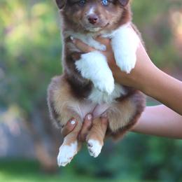 Miniature American Shepherd Puppies from Azure Sky Minis