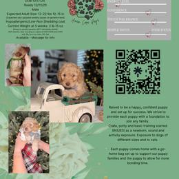 Grantham - Red  male Poodle puppy in Farr West, Utah from Anam Cara Pups