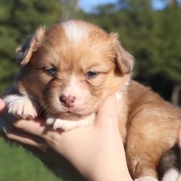 Juniper (Fluffy) - Sable merle and white female American Corgi puppy in Fayetteville, Arkansas from Intergalactic Corgis