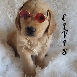 Golden Retriever Puppies from PDA Goldens