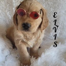 Golden Retriever Puppies from PDA Goldens