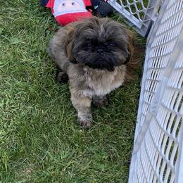 Shih Tzu Puppies from Margaret Szegda